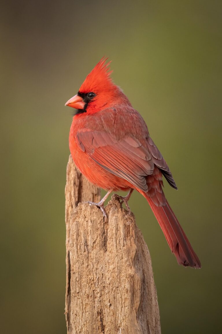 bird, cardinal, northern cardinal, wildlife, fall, nature, cardinal, cardinal, cardinal, cardinal, cardinal, northern cardinal, northern cardinal